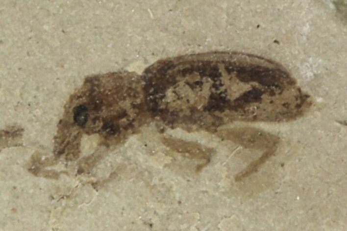 Fossil Weevil (Snout Beetle) - Green River Formation, Utah #101613
